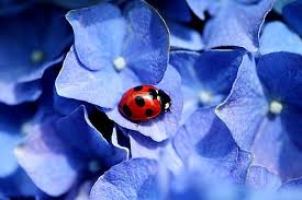 てんとう虫って目立ちますよね。なぜ鳥に食べられないの!?(季節・暮らしの話題 2017年05月27日) - 日本気象協会 tenki.jp